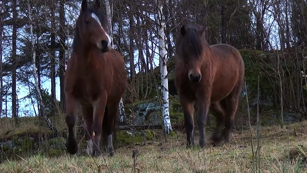 Norway 3D | movie | 2013 | Official Trailer