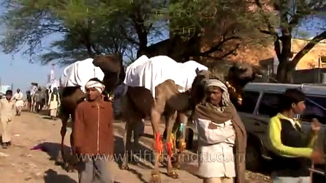 Camel Safari in National Chambal Gharial Wildlife Sanctuary