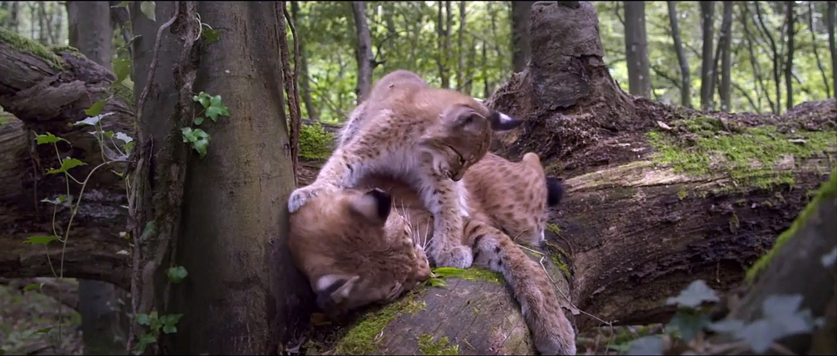 Unsere Wildnis | movie | 2016 | Official Trailer