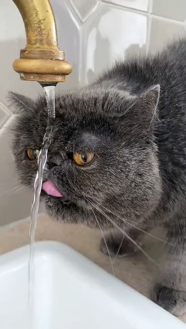 ⁣Funny animals! funny animals short video