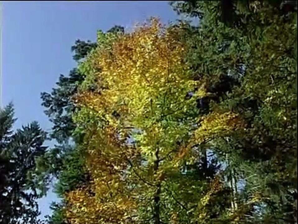 Der Wunderapostel | movie | 1993 | Official Trailer