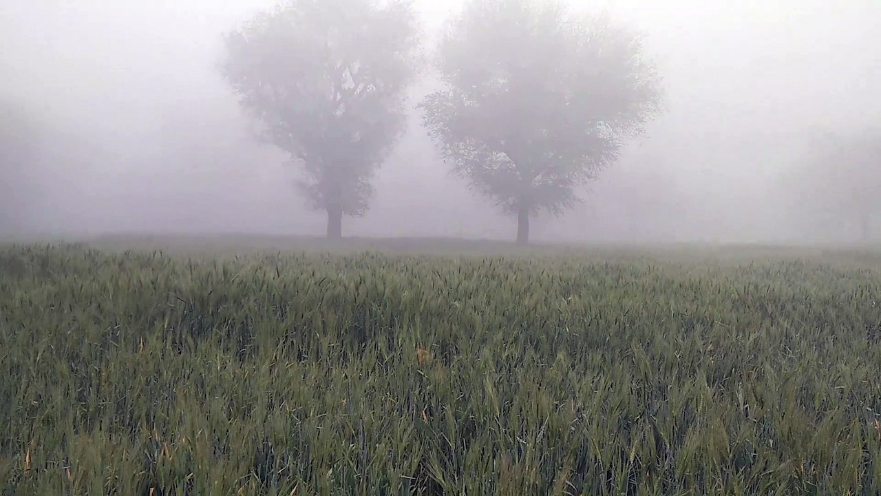 घना कोहरा छाया: किसानों में खुशी, गेहूं के लिए अमृत