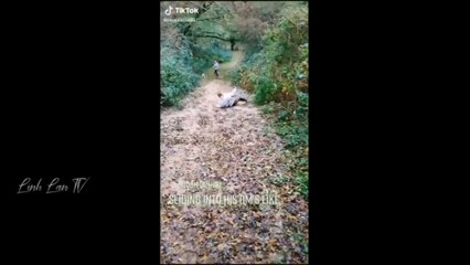 Funny animals videos ||  The BEST Cute and Funny Animal Videos of 2023!