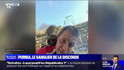 Pumba, un sanglier apprivoisé abattu par un voisin sème la discorde dans une commune du Var