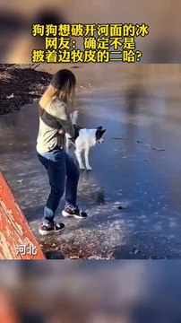 邊牧狗跳起冰上芭蕾舞！摔到了~The dog does the ice ballet! Slip and fall down.