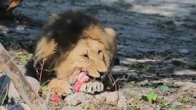 Lion hunting the ghazal feed the meat in forest nature