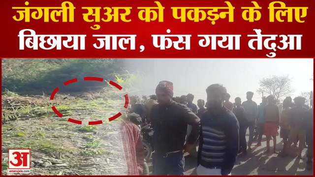 Bareilly News: जंगली सुअर को पकड़ने के लिए बिछाया जाल,फंस गया तेंदुआ,दहाड़ सुन उल्टे पांव भागे लोग