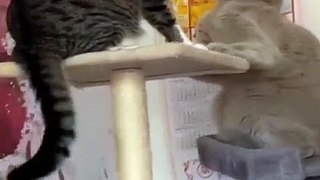 New Funny Videos 2022 -- Cutest Cats and Dogs ---- Part19(480P)
