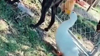 Funniest Cats and Dogs ---- _ Funny Animal Videos _9(480P)