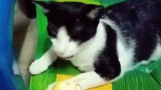 New Funny Videos 2022 -- Cutest Cats and Dogs ---- Part11(480P)