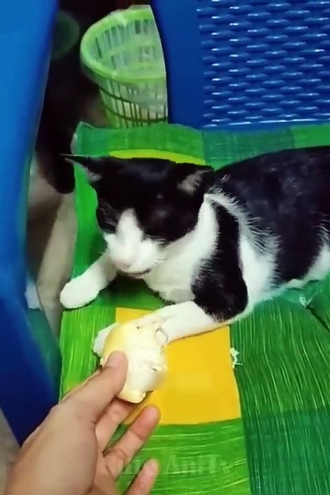 New Funny Videos 2022 -- Cutest Cats and Dogs ---- Part11(480P)