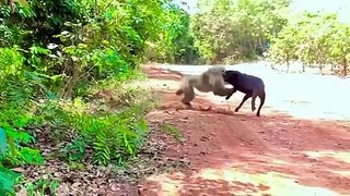 Monkey vs dog real fight _ funny dog vs monkey video l funny video l comedy videos(480P)