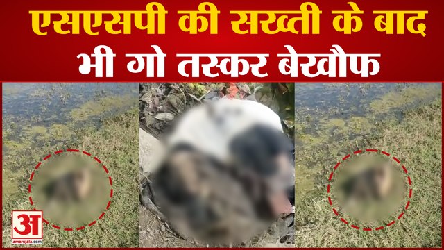 Bareilly News; SSP की सख्ती के बाद भी गो तस्कर बेखौफ, बिथरी इलाके में मिले पशुओं के अवशेष