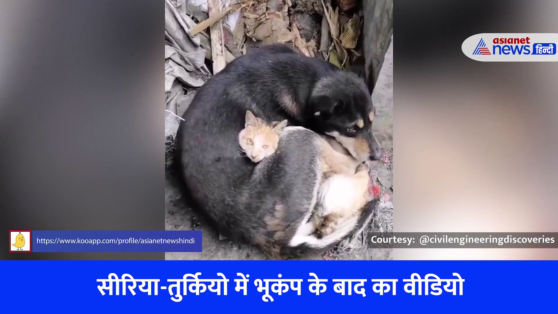 डॉग की बाहों में सहमी हुई बैठी रही बिल्ली..तुर्किए में तबाही के बीच इमोशनल कर देना वाला वीडियो