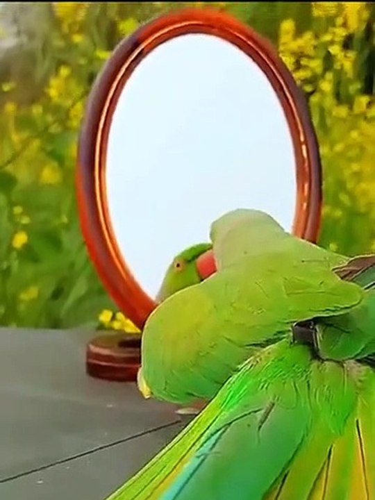 Beautiful Stylish parrot  talking.