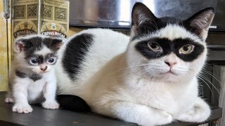FUNNY CAT MEMES COMPILATION 2023 | HaHa Animals