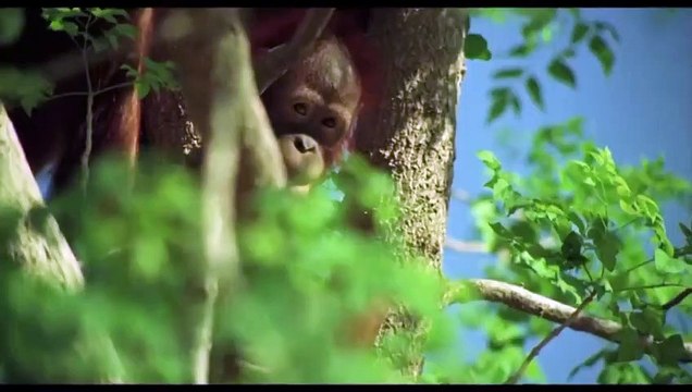Creation - L'evoluzione di Darwin | movie | 2009 | Official Teaser