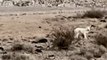 Abandonné dans le désert à la naissance, ce chien a été recueilli et élevé par une meute de coyotes