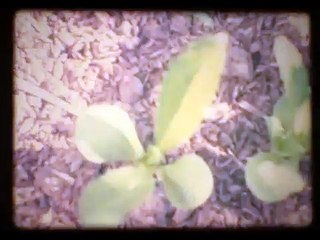 Shades of Safflower-dyed Celluloid | movie | 2015 | Official Featurette