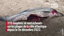 Des dauphins échoués sur les côtes françaises