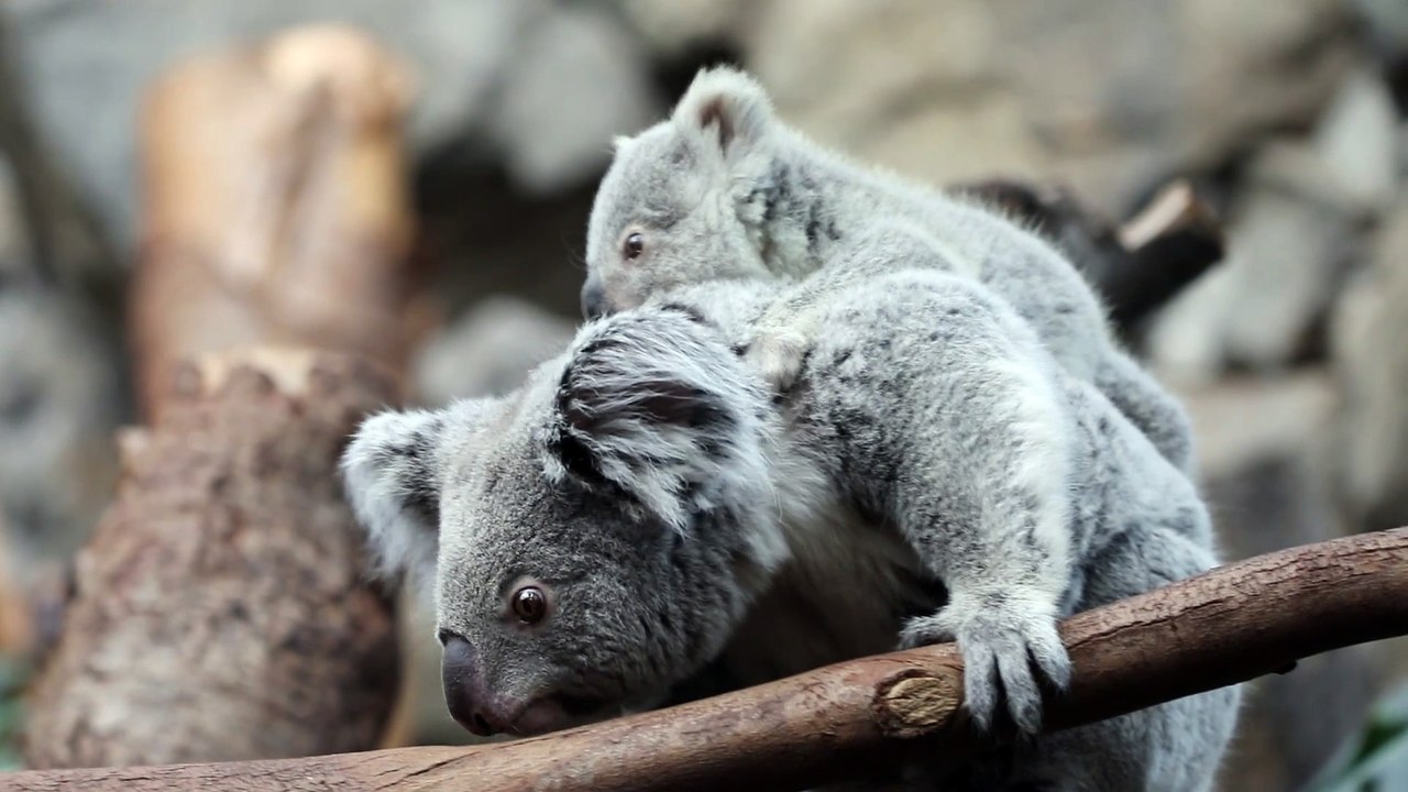 Edinburgh Zoo welcomes adorable baby koalas - video Dailymotion