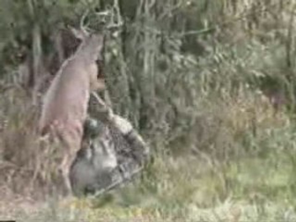 Ce matin un chasseur