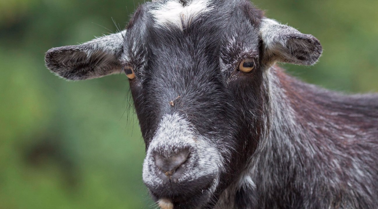 Zoodirektor verarbeitete Ziegen zu Party-Tacos!