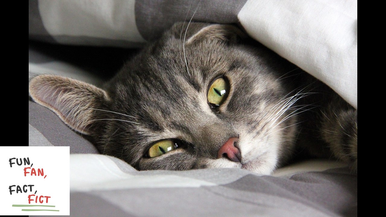 You woke up in the middle of the night and can't go back to sleep? Tips 1 | Fun, Fan, Fact, Fict