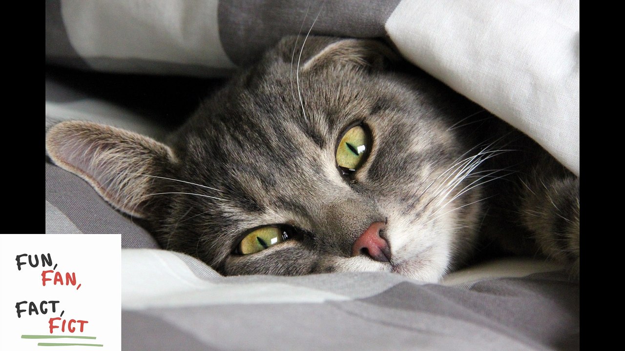 You woke up in the middle of the night and can't go back to sleep? Tips 2 | Fun, Fan, Fact, Fict