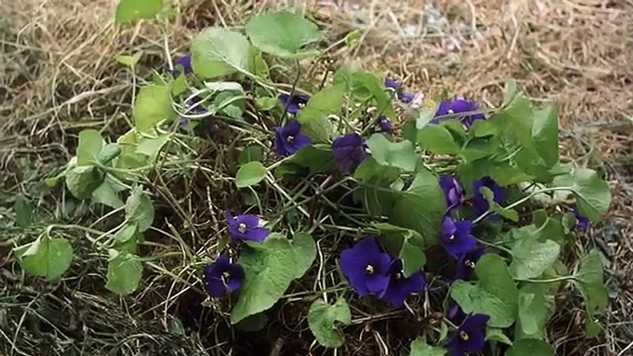 Greenfingers - Harte Jungs und zarte Triebe | movie | 2001 | Official Clip