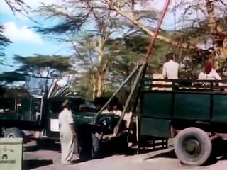 Jungle Safari | movie | 1950 | Official Clip