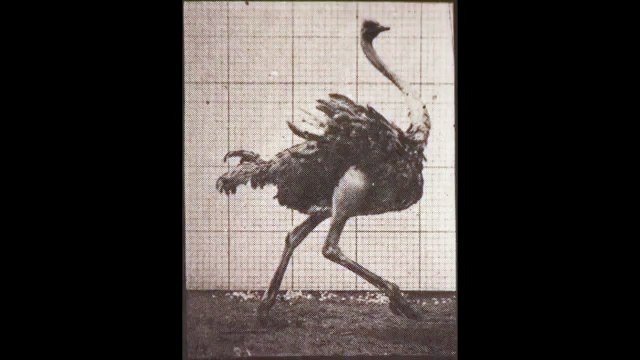 Ostrich Running | movie | 1887 | Official Clip
