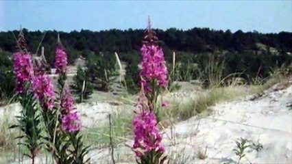 Gotska Sandön | movie | 1987 | Official Clip