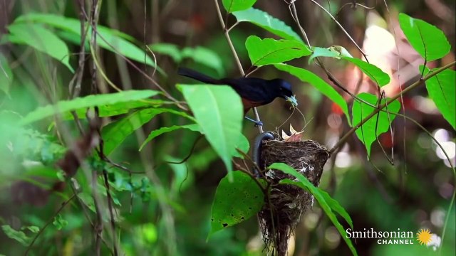 Islands of Creation | movie | 2015 | Official Clip