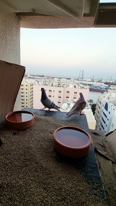 Birds 