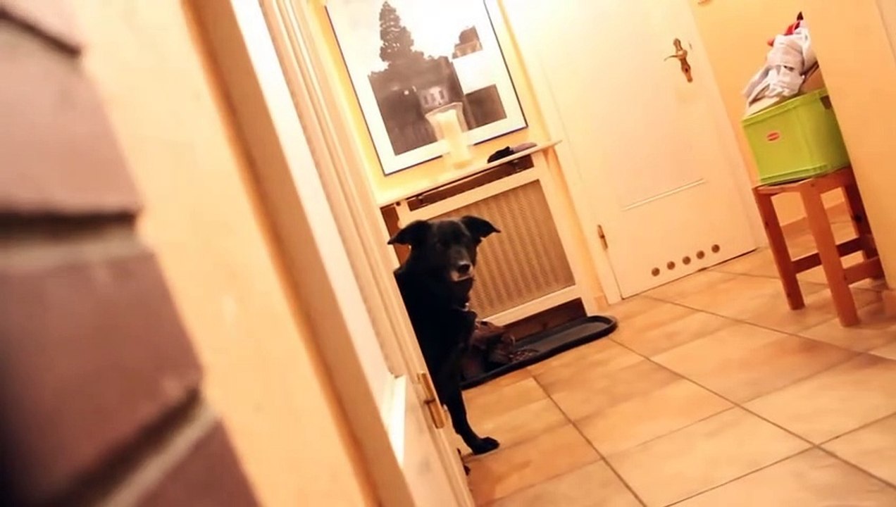 Ninja Dog | movie | 2014 | Official Clip