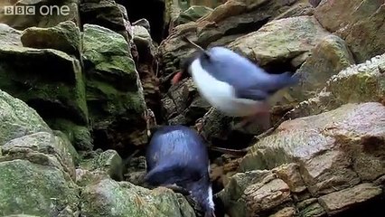 Penguins: Spy in the Huddle | movie | 2013 | Official Clip