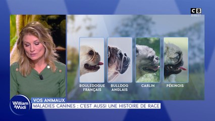 Vos animaux : Maladies canines : c'est aussi une histoire de race