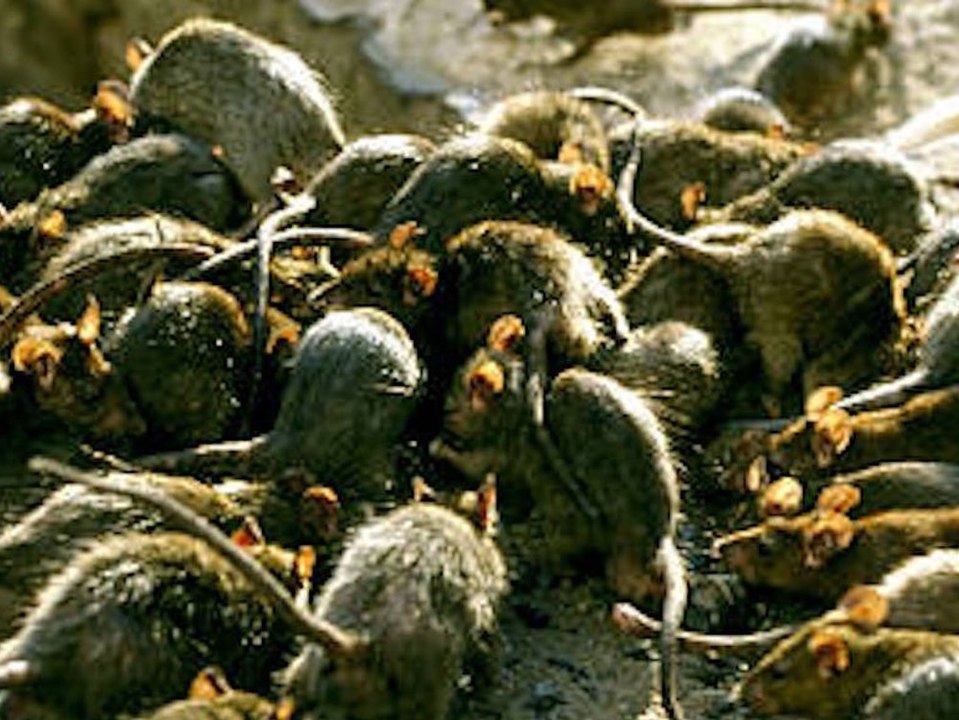 Fall von 'Tiersammel-Sucht': Frau lebt mit 800 Ratten in einem Haus