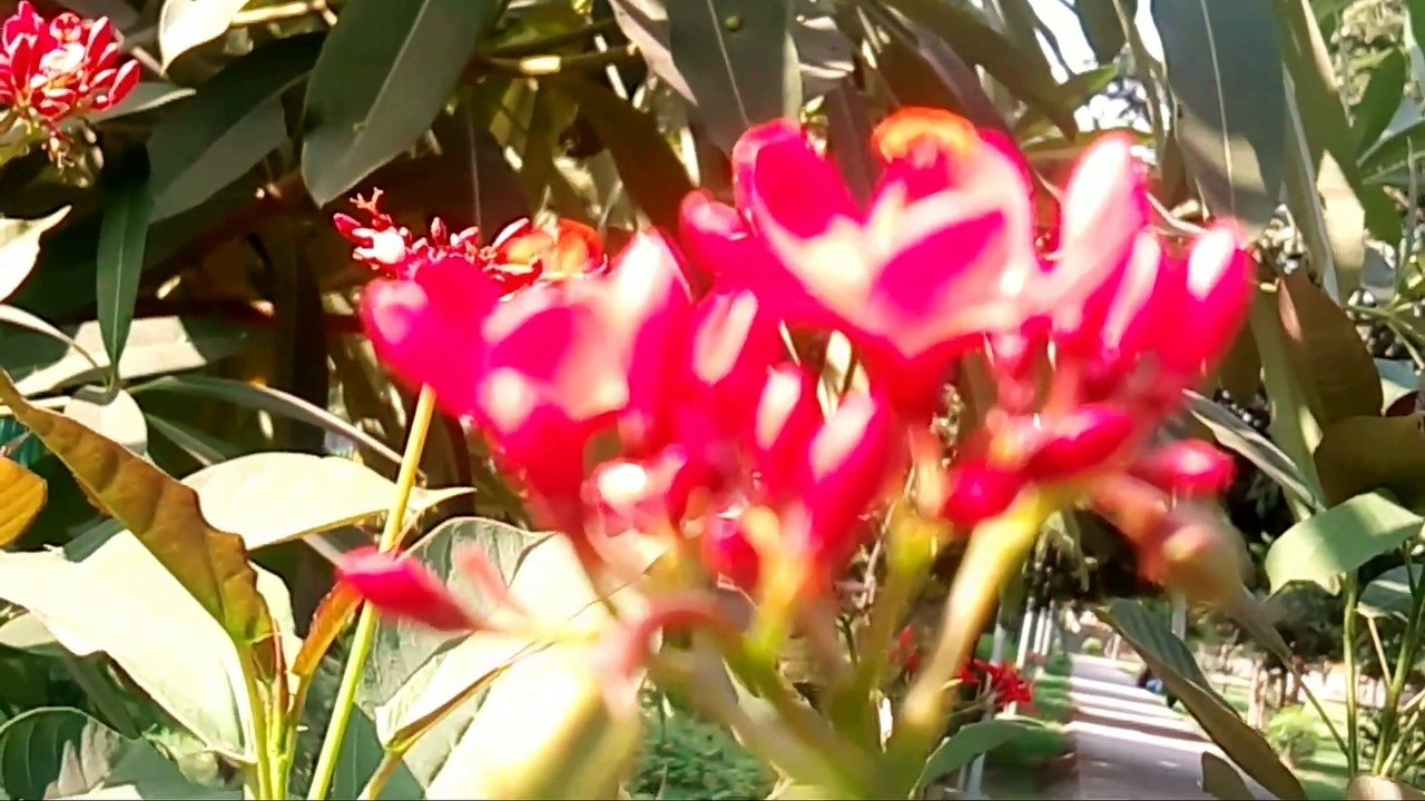 Micromax Q4310 camera  test   camera review  camera quality test