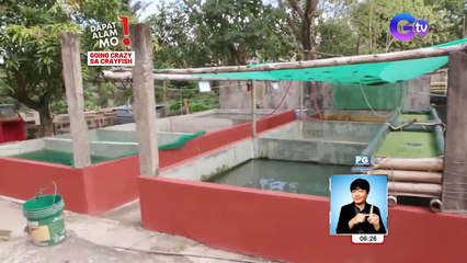 Pinagsamang sarap ng hipon at lobster, matitikman daw sa crayfish! | Dapat Alam Mo!