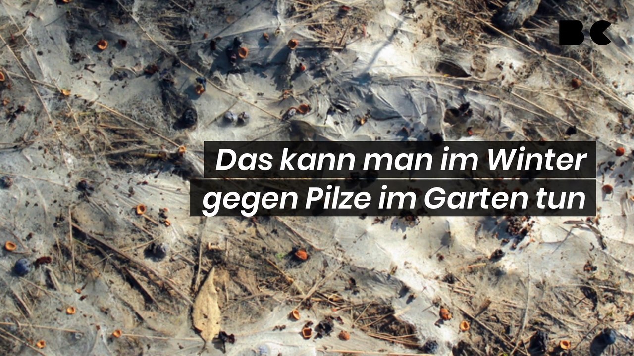 So sagt man Pilzen im Garten den Kampf an!