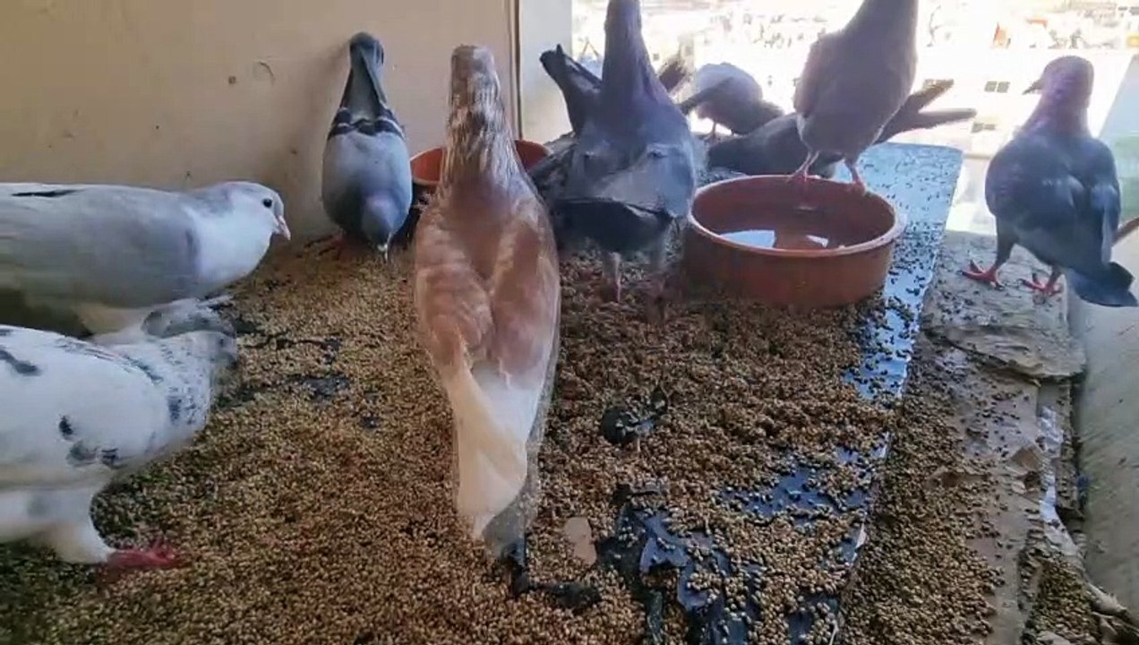 Shining a Light on Beautiful Pigeons  | Love ❤️‍