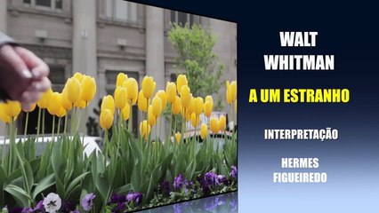 Poesia "A um estranho" [Walt Whitman]