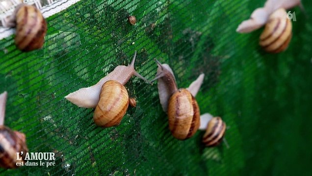 L'échange lunaire de Karine Le Marchand sur la reproduction des escargots dans L'Amour est dans le pré sur M6