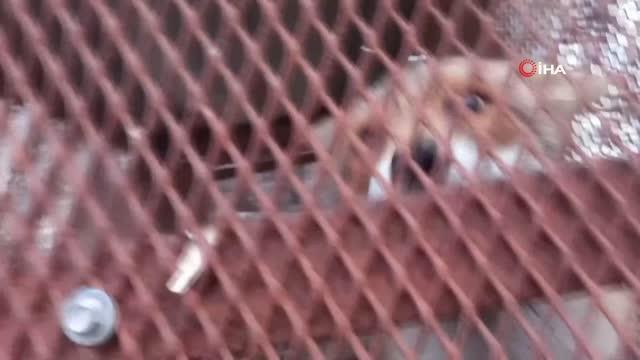 Emekli polisin 'Battal Gazi' kapanı, tilkilerin kabusu oldu