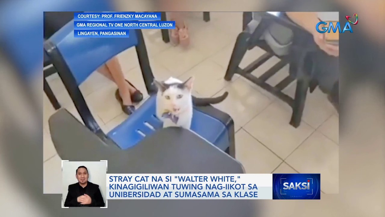 Stray cat na si "Walter White," kinagigiliwan tuwing nag-iikot sa unibersidad at sumasama sa klase | Saksi