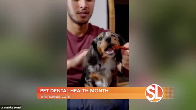WHIMZEES by Wellness has tips for your pet's dental health
