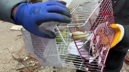 pássaros, resgate, turquia, sismo
