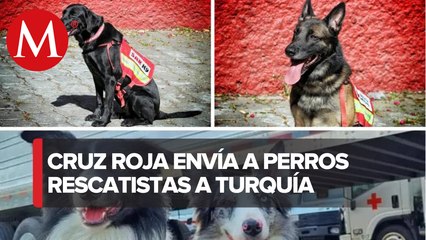 Tải video: Ellos son los 'lomitos' de la Cruz Roja que ayudarán a labores de rescate tras terremoto en Turquía